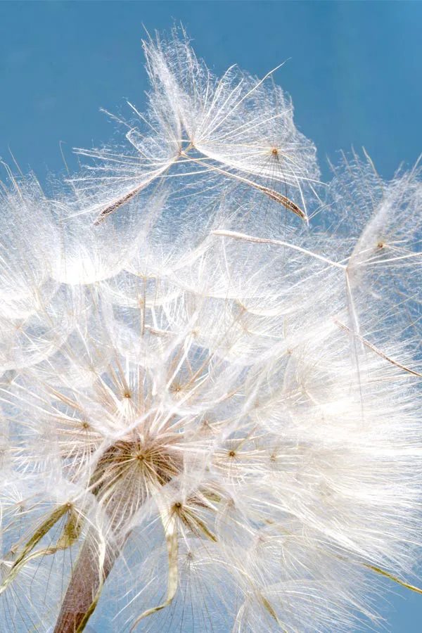 Allergies-Treatment Close up of a dandelion shedding seeds, signifying the need for allergy treatment from Dr. Robert Powers of Eternal Vitality Orlando in Orlando.