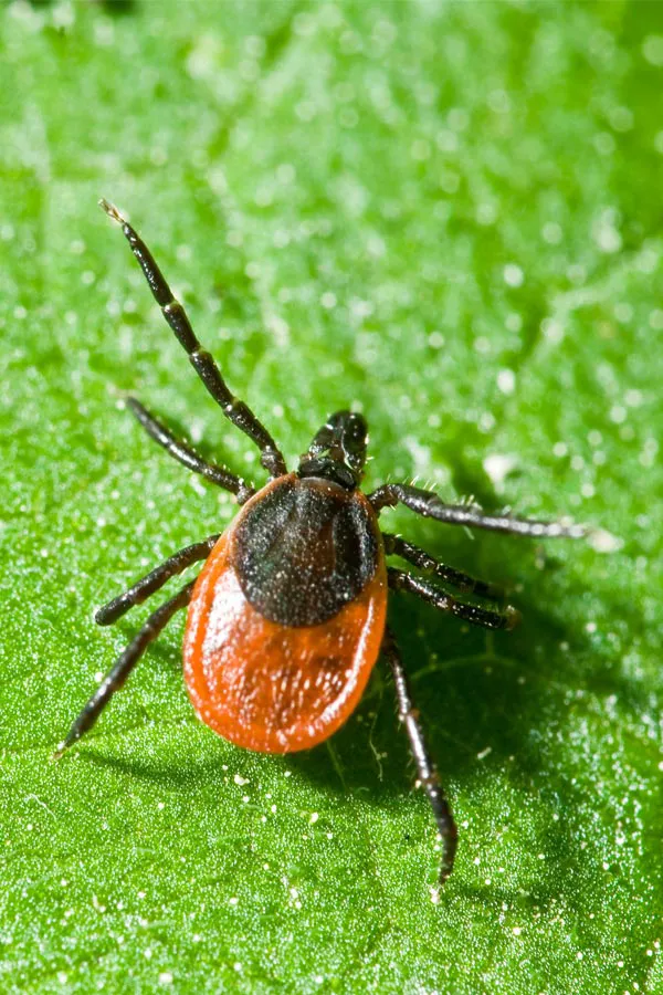 Lyme-Disease-Treatment. Close up of a tick on a leaf. Get treatment for Lyme Disease from Dr. Robert Powers of Eternal Vitality Orlando in Orlando.